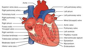 Muscle tissue is also found inside of the heart digestive organs. Draw A Labelled Diagram Of The Internal Structure Of Class 11 Biology Cbse