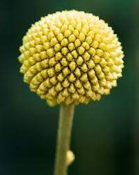 We did not find results for: 12 Summer Flowering Plants Garden Design Summer Flowers To Plant Colorful Garden Planting Flowers