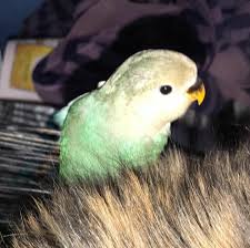 Petfinder has helped more than 25 million pets find their families through adoption. Jodie S Pet Sitting Birds Home Facebook