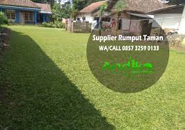 Harga rumput gajah mini rumput ini memiliki wujud daun bulat lonjong berwarna hijau pekat yang menciptakan tenaga tarik pecinta kehijauan. Harga Grosir Rumput Gajah Mini Tlp 0857 3259 0133 Andika Garden Rumput Surabaya Taman