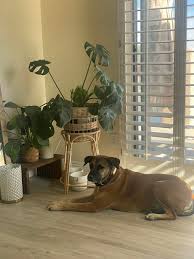 To anyone visiting Antigua who loves animals and would like to know more.  If you want to connect and visit any local Antiguan doggie's you can do so  at Dogs and Cats