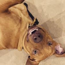 These bites can also become more inflamed when scratched. Dog Reactions To Bee Wasp Ant Stings And Spider Bites Cheese