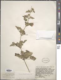 Image result for Clematis hirsuta