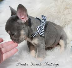 Black And Tan Merle Frenchie Home Lindor French Bulldogs Frenchies For Sale All Colors In 2020 French Bulldog Puppies Merle French Bulldog French Bulldog