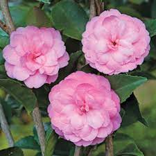Camellia Fragrant Joy Camellia Lutchuensis Hybrid Gorgeous 2 Formal Rose Pink Blooms With A Delightful Fragranc Aromatic Plant Blooming Plants Winter Plants