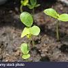 Sow seeds in a pot of 12 cm x 10 cm dimension, which contains 1 part of dry compost and 3 parts of loose soil. Https Encrypted Tbn0 Gstatic Com Images Q Tbn And9gcquq7l6lz1 6kf9qzu65pk3zijd3x2jybdegjrexous873jtg B Usqp Cau