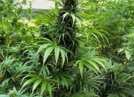 Image result for Cannabis sativa