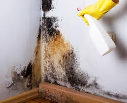 Mix with water and then spray on the affected floors and walls. How To Clean Mold Branch Environmental