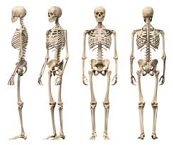 The Major Components Of The Skeletal System