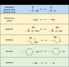 Indicate, using the letters provided, where each muscle group is on the diagram. Chapter 2 Protein Structure Chemistry