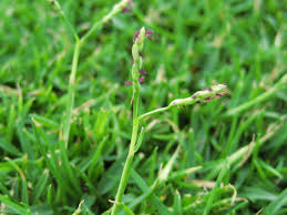 Image result for Paspalum