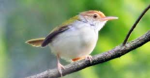 Vidio suara cici padi betina / download suara burung prenjak meong : Vidio Suara Cici Padi Betina Suara Cici Merah Gacor Sudah Teruji Di Depan Juri Youtube Suara Burung Cici Padi Buat Pikat Sangat Istimewa Sudah Terbukti Ampuh Buat Pikat Burung Kecil Seperti Burung Cici Padi Prenjak Hanya Hitungan Detik Katalog