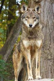 11951m Red Wolf Beautiful Wolves Wolf