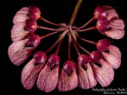 Image result for Bulbophyllum longiflorum