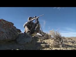 coyote hunting with live cottonl