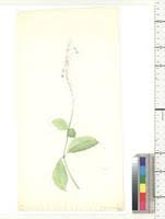 Image result for Pseuderanthemum ludovicianum