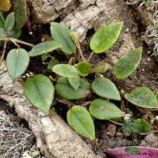 Image result for Begonia elaeagnifolia