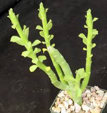 Image result for Monadenium friesii