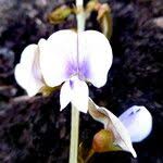 Image result for Tephrosia noctiflora