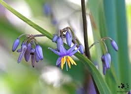 Image result for Dianella