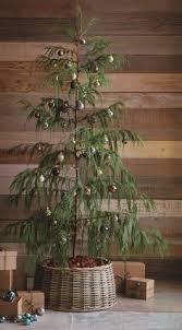 Although it's not a true pine tree. 64 Norfolk Island Pine Ideas Norfolk Island Norfolk Norfolk Pine