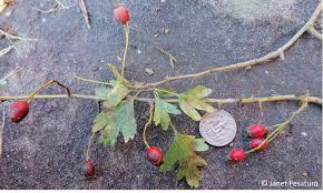 Check spelling or type a new query. Hawthorn Berries Identify Harvest And Make An Extract