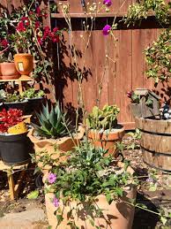 We did not find results for: Trailing Lantana With Rock Purslane Calandrina Spectabilis Container Gardening Trailing Lantana Lantana