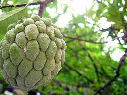 The philippines is bounded by the south china sea to the west, the philippine sea to the east, and the following liberation, the philippines became independent in 1946. Common Tropical Fruits In The Philippines