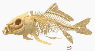 Carp Skeleton 3d Fish Bone Carp Skeleton