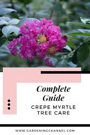 Place the pot in a greenhouse or a location with plenty of sunlight and warmth and keep watered. Guide To Crepe Myrtle Tree Care Gardening Channel