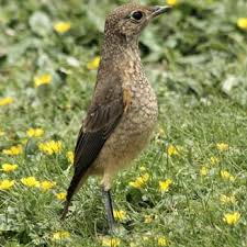 Image result for Subularia monticola