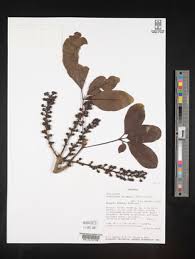 Image result for Astropanax myrianthus