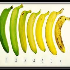 A Ripening Stages Of Banana Fruit 1 7 Completely Unripe To Download Scientific Diagram