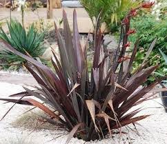 Image result for Phormium