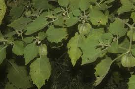 Image result for Physalis lagascae