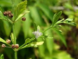 Image result for Scoparia dulcis