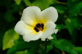 Image result for Turneraceae