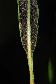 Image result for Elaphoglossum kivuense