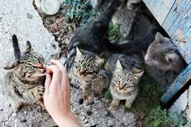 Many feral cat colonies have been eliminated due to people feeding wildlife. What To Do With A Feral Cat Colony Everything You Need To Know