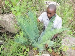 Image result for Encephalartos munchii