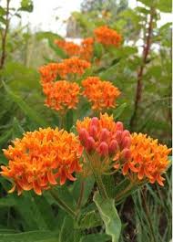 11580 Butterflyweed Asclepias Tuberosa Asclepias Tuberosa Asclepias Wild Flowers