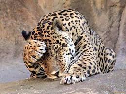 Ephemere On Twitter Dangerous Animals Animals Pets Cats