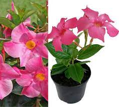 Galactophora crassifolia, formerly dipladenia calycina. Lebende Topfpflanze Mandevilla Pflanze Im Kaufland De