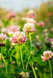 Alsike Clover Wildflower Seeds Bbb Seed Wildflower Seeds What Is Green Grass Seed