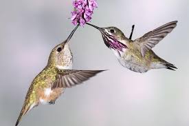 As mentioned earlier, it's a great idea to start your shopping with local outlets. Which Plants Are Best For Attracting Hummingbirds Hummingbird Garden Decor How To Attract Hummingbirds Flowers That Attract Hummingbirds