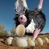 Where can you buy an ostrich egg to eat. 1