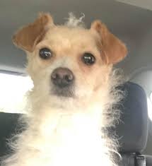 Maybe you would like to learn more about one of these? Petfinder Indianapolis The Y Guide