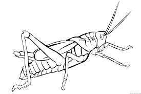 Oct 28, 2015 · click the grasshopper coloring pages to view printable version or color it online (compatible with ipad and android tablets). Grasshopper Coloring Pages For Kids Preschool Crafts Coloring Library