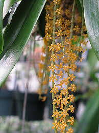 Image result for Chamaeangis