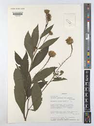 Image result for Vernonia galamensis